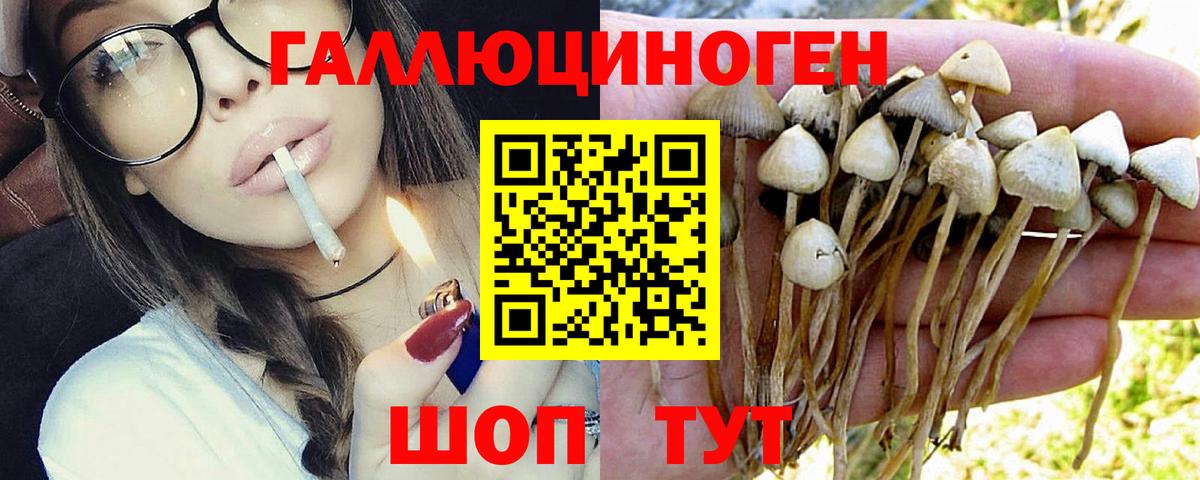 Псилоцибиновые грибы Psilocybe Ноябрьск